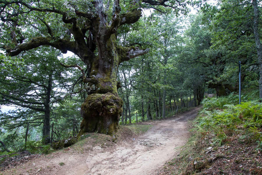 bosco malabotta path of the patriarchs