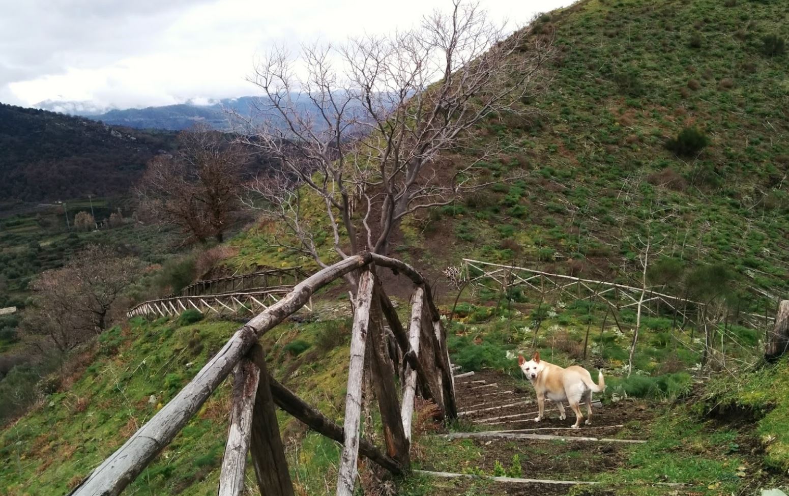 volcano trail of mojo alcantara